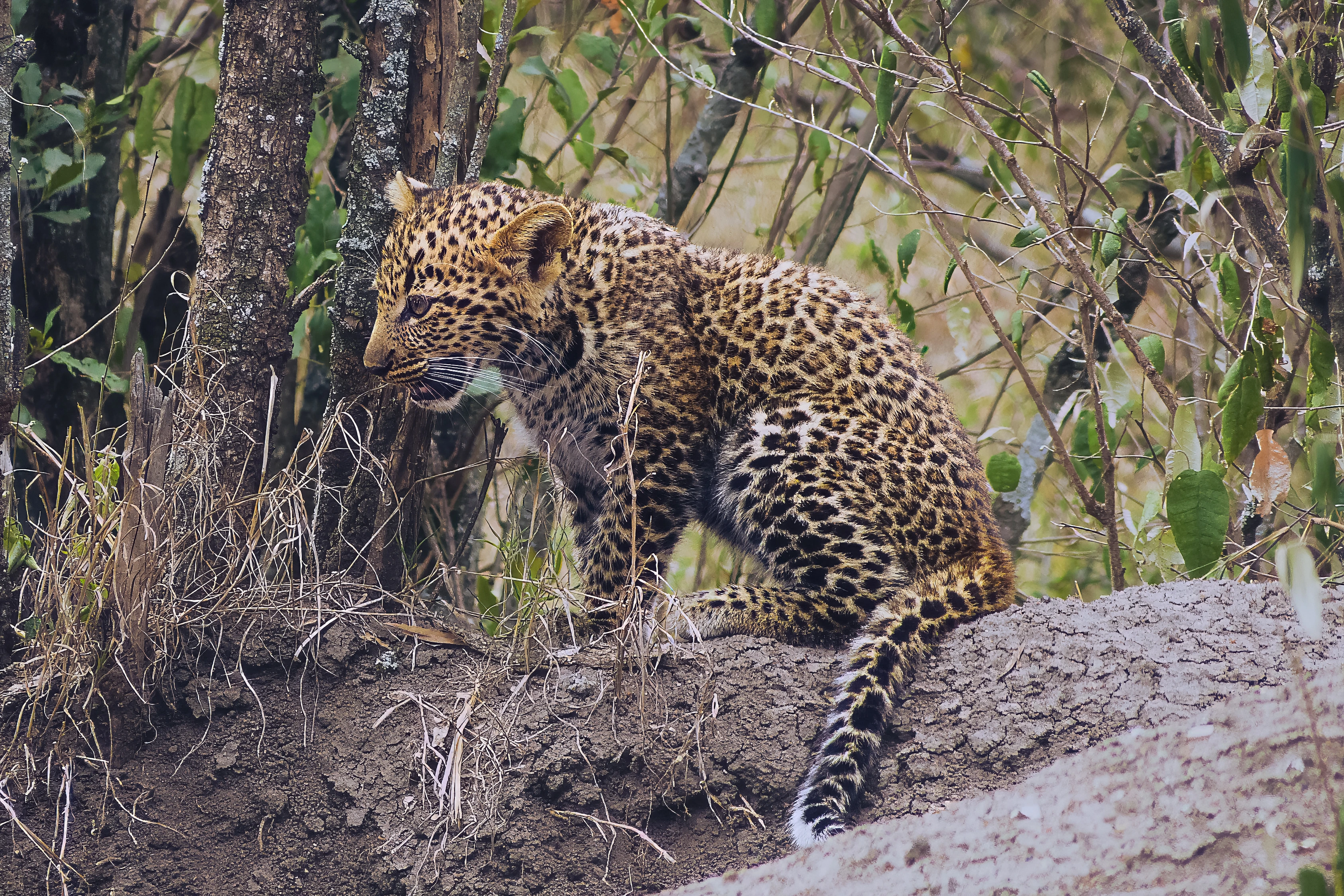 A leopard sits on a broad trunk among upright trees and leaves, its head turned left and its spotted tail descending across the wood toward a bright foreground edge.