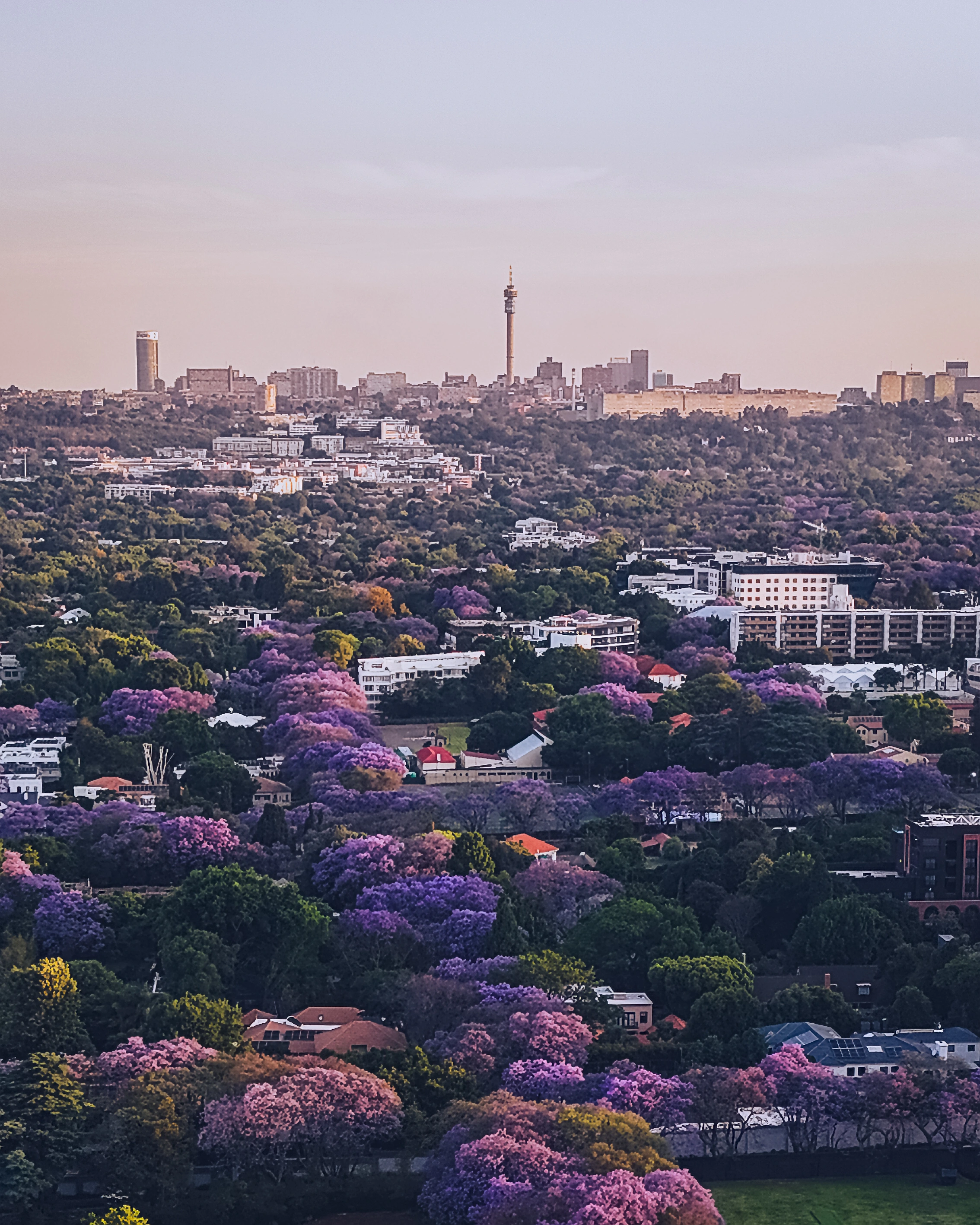 Purple-flowering trees spread among buildings below a distant skyline and slender tower.